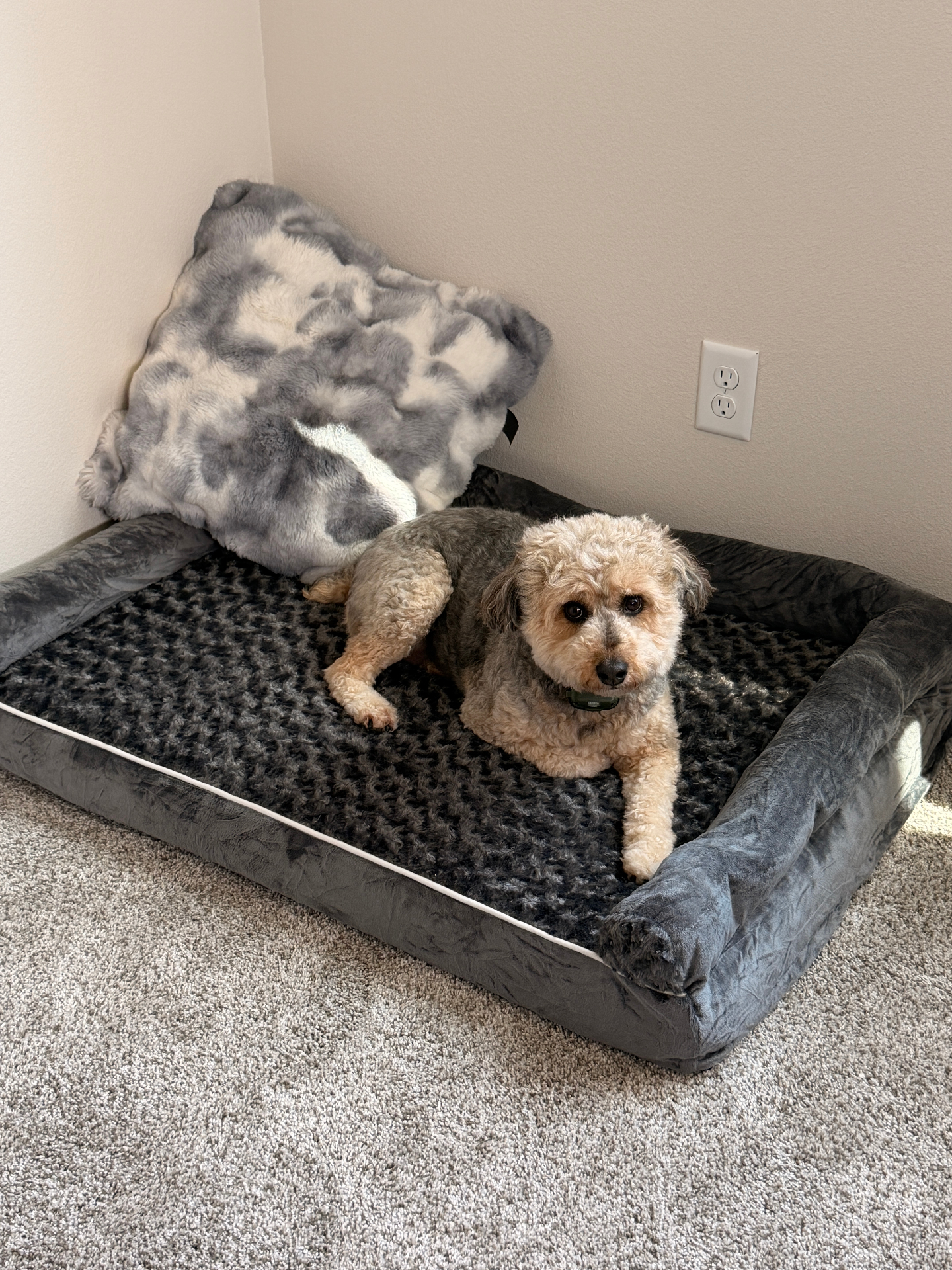 The only dog bed worth buying (and I have tried 12)